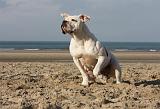 BOULEDOGUE AMERICAIN 223